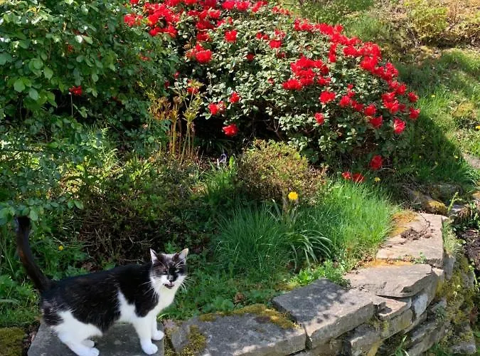 公寓 Ferienwohnung Am Waldrand Mit Dachterrasse 韦特